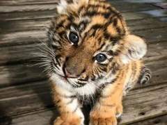 아기 호랑이 부생이의 순애보 2