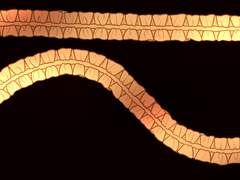 양쪽 프릴 브러시 - 유료