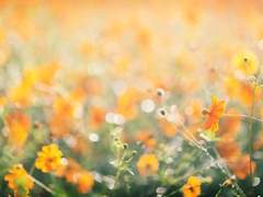 [이누카고] 사랑의 미학