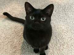 [시목동재] 고양이를 부탁해?