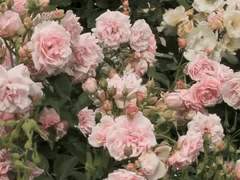 혼자 틀린 이리 3 ~ 5