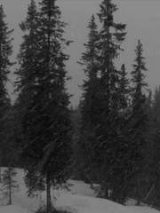 하그리브스가 비망록