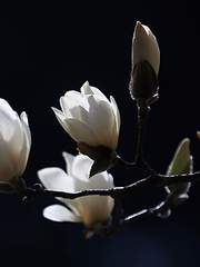 그 목련을 꺾어 제 목에 걸어주세요