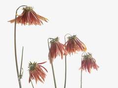 [스나오사] 이런사랑2