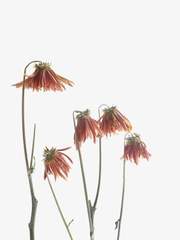 [스나오사] 이런사랑