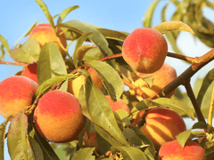 桃夏, 여름의 복숭아.