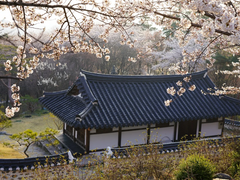 [청가심구] 여우비 01