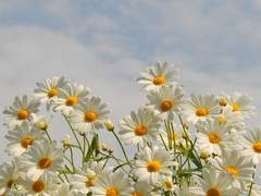 [셋링] 안녕, 나의 셋쇼마루