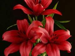 [근경수현] 호랑이꽃 4