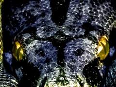 뱀이 여자에게 이르되,