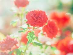 [태광탁겸] 終天之慕 下