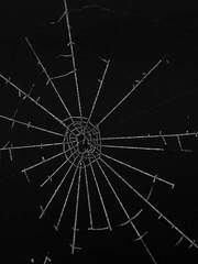 Arachne, Judith Verdandi Hale