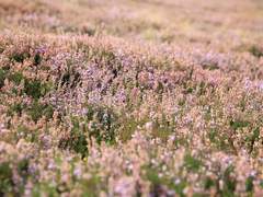 我希望我是你所需要的存在。