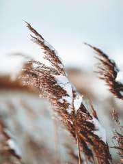 겨울과 겨울 그리고 봄