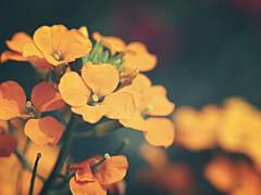 [츠무히나] 여우와 까마귀