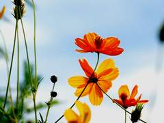 [멍멍이랑]할로윈 기념 룬x니나