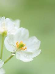 [반미유] 눈꽃 한 다발에 별빛 한 스푼