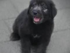 [구미호뎐] 흑랑