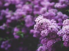 만발하는 태양빛은 라일락 꽃의 향기를 머금었나.