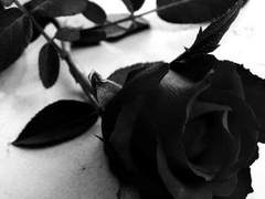 Revue Rose Juliaetta³