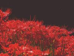 [쿠로아카] 괴물