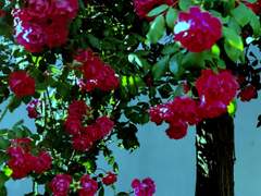 사랑에게 사랑을 전하려 하여