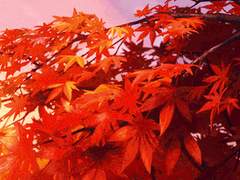 단풍나무 걔 공프