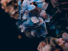 死去鳥_ 세째 날. (中)