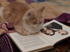 여우의 시간 - 4. 오해입니다