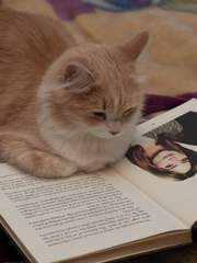 [닥터후] 여우의 시간