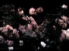 월하향 月下香 26