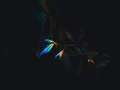 Bitte, können Sie Mitleid selbst