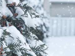 진혼 : 羊湯 (양고기탕)