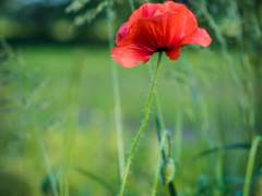 [중혁독자] 백일홍 (百日紅)