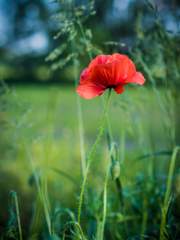 [중혁독자] 백일홍 (百日紅)