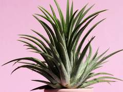 [낌면] 오 나의 여신님 02