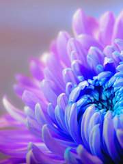 Viayeas Alin Liphetia