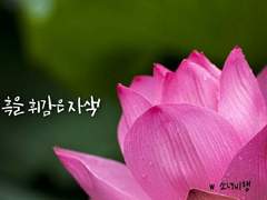 흑을 휘감은 자색