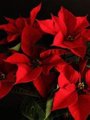 죄멸하는 칠죄종의 빛