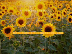 🌻 아마, 저는 평생을 이렇게 살거에요.