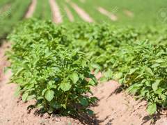 [진혼/웨이란] 션웨이의 식탁 : 가을 - 토란국