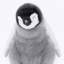 펭구🐧