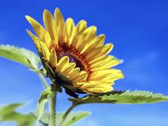 Sunny side Up 17 ( 4 )