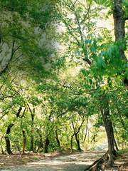 [fate/fgo]녹음의 마안