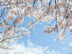 꽃의 말을 빌려서