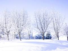 코코넨네 마지막화