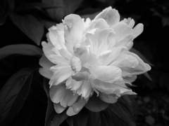 달과님 커미션 완성본