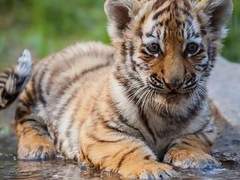 아기 호랑이 부생이의 순애보 4