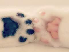 [시목동재] 고양이가 되다만 서동재