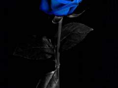 [변백현] 조커와 퀸